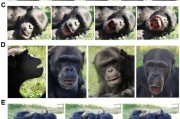 双龙戏凤国际最新研究：机器人“打哈欠” 黑猩猩被传染