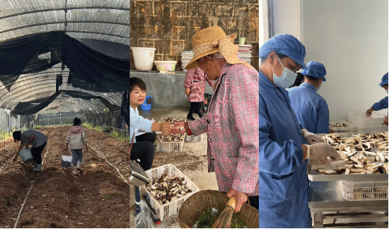 奇富科技百万(🌂)帮扶云南中屏镇：菌菇田里的振兴密码与“村BA”的双向奔赴